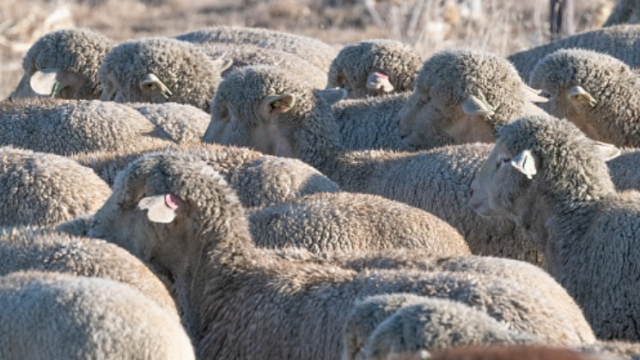 Sheep image