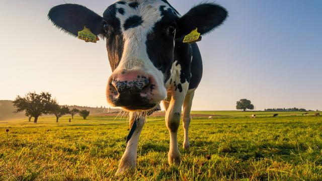 Cow