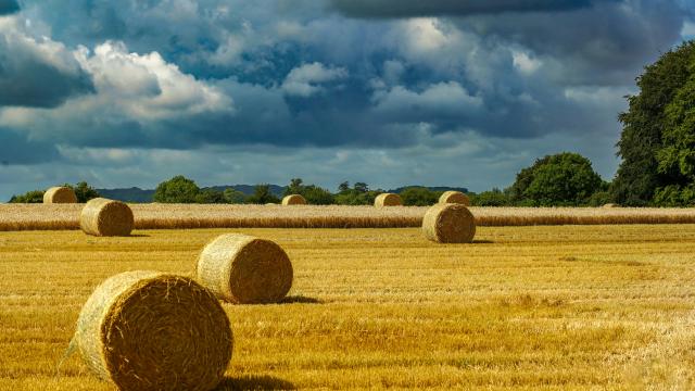 hay bales