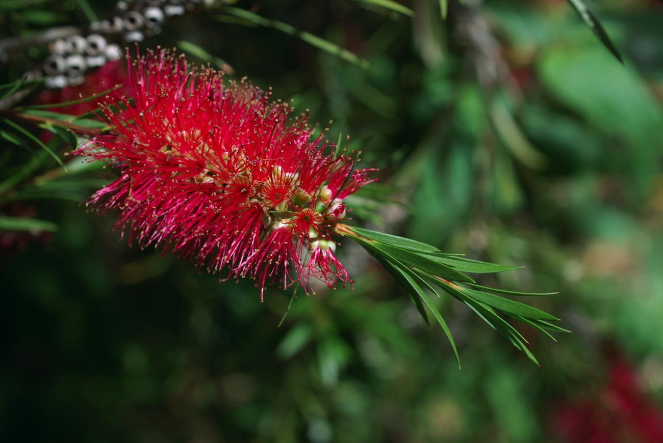Close-up of red Australian wattle