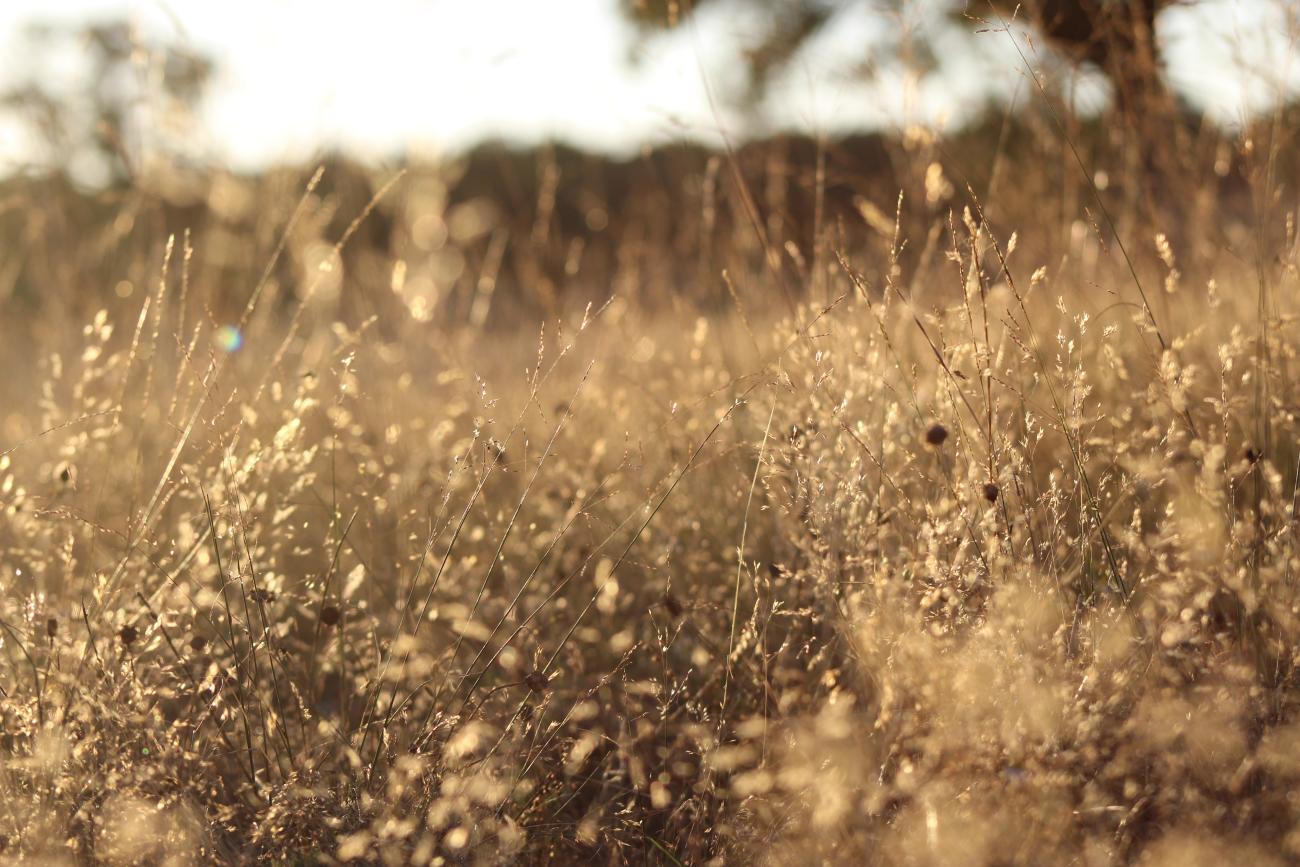 Dry grass in the daylight