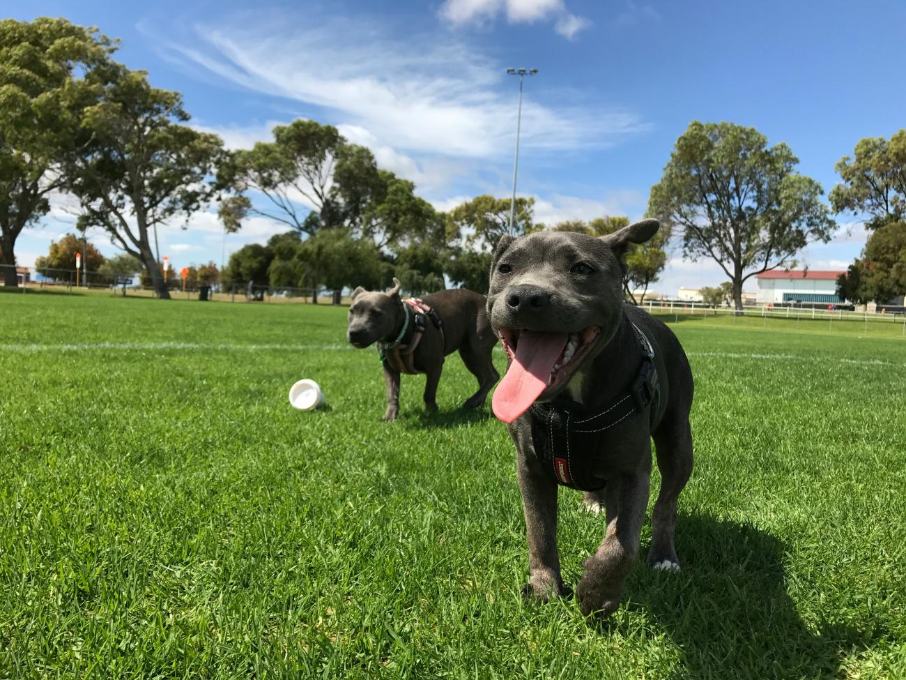 Dog park