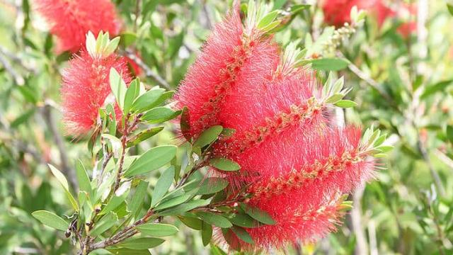 Pomonal Native Flower Show