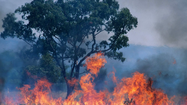 Bushfire image