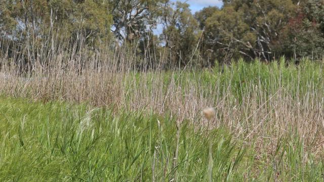 Tall grass