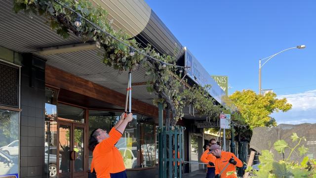 Grapevine trimming