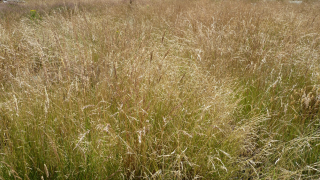 Long grass