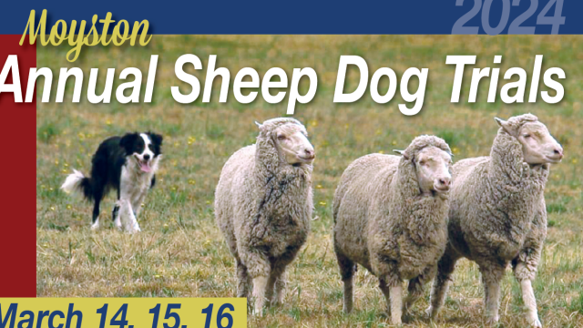 Sheep dog trials