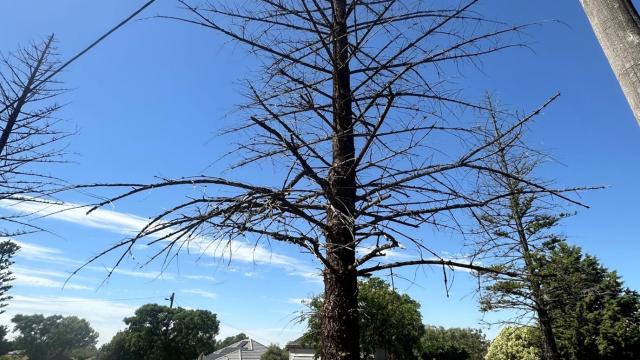 Long shot of a large Norfolk Island Pine tree in an unhealthy condition