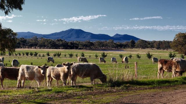 A long shot of a paddock with several cows standing in the grass in sunny weather