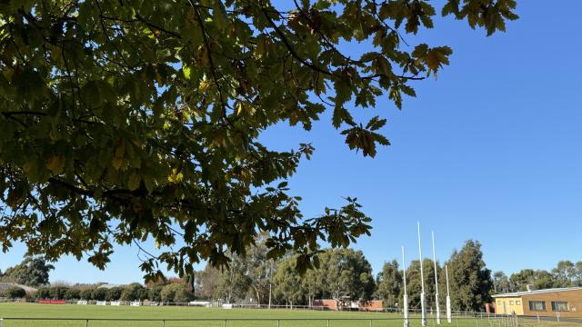An AFL oval with a large green overhanging tree in the sunlight