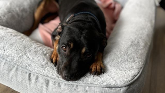 A black puppy lying on a dog bed, looking into the camera