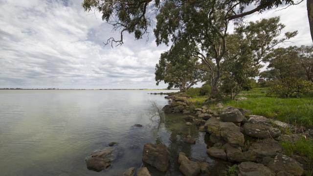Peaceful scene of a lake's edge with a willow tree bending over the water