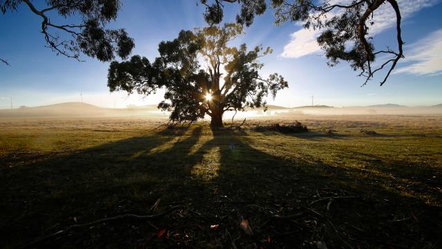 Sunset shining through the leaves of a gumtree on a farming landscape