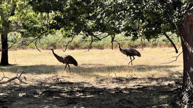 Two emus in the Australian bush