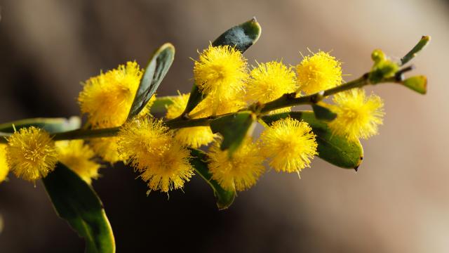 Close up of yellow wattle tree