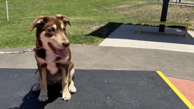 A caramel-coloured dog sitting and smiling at a dog park on a sunny day