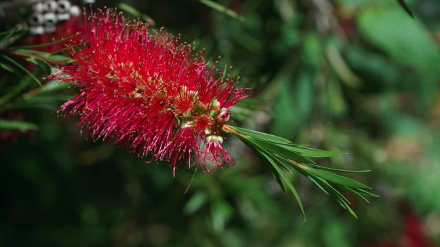 Close-up of red Australian wattle
