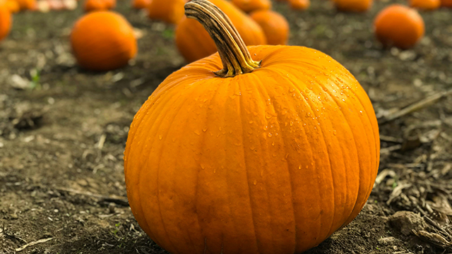 A large ripe pumpkin in a pumpkin patch