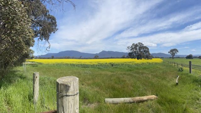Pomonal canola