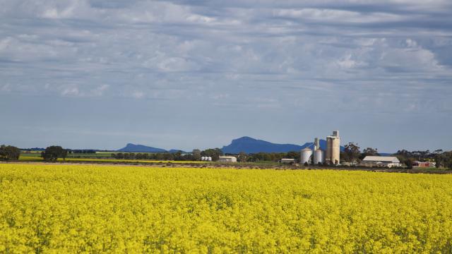 Willaura Canola