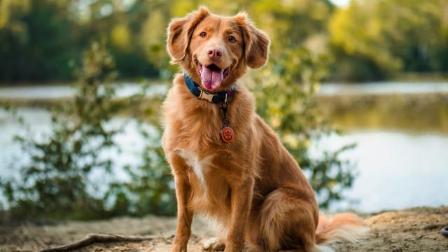 Responsible dog ownership is good for the dog