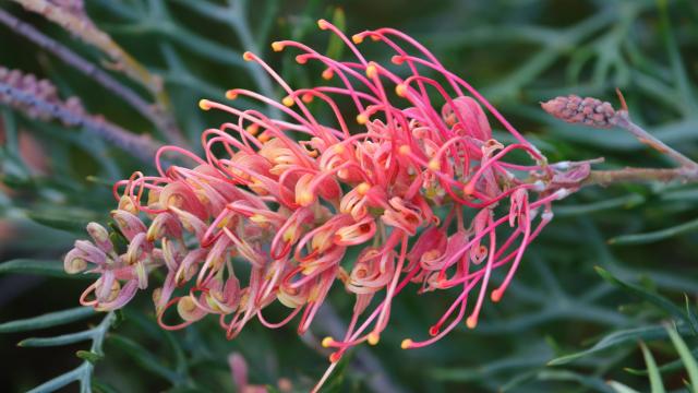 A native grevillea plant