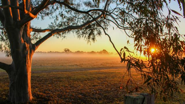 Misty farm