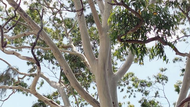 Gum tree