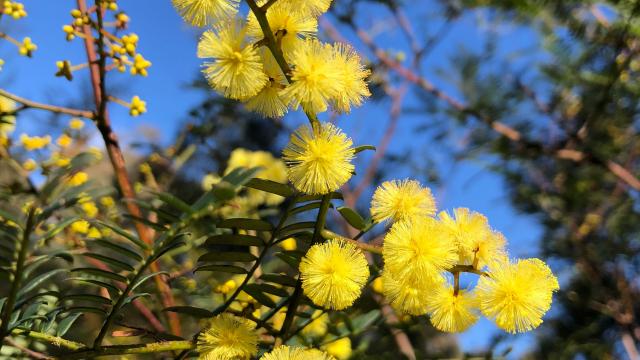 Bright yellow wattle tree flowers and green leaves