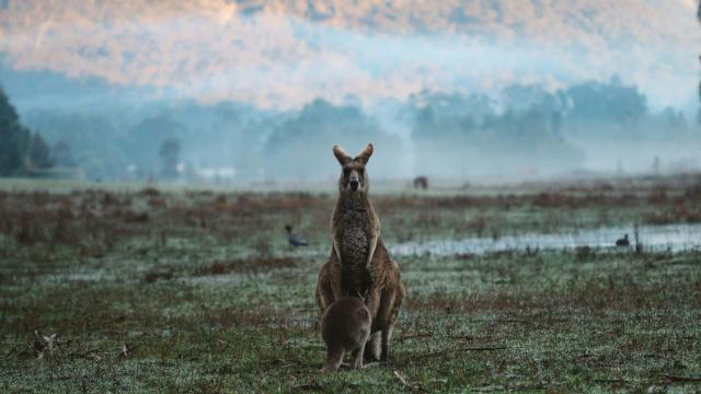 A kangaroo is standing in a field in Pomonal