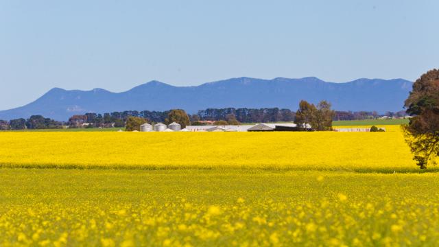 Willaura canola