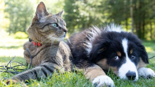 Cat and dog