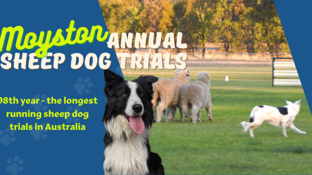 Moyston sheep dog trials