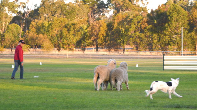 Moyston sheep dog trials