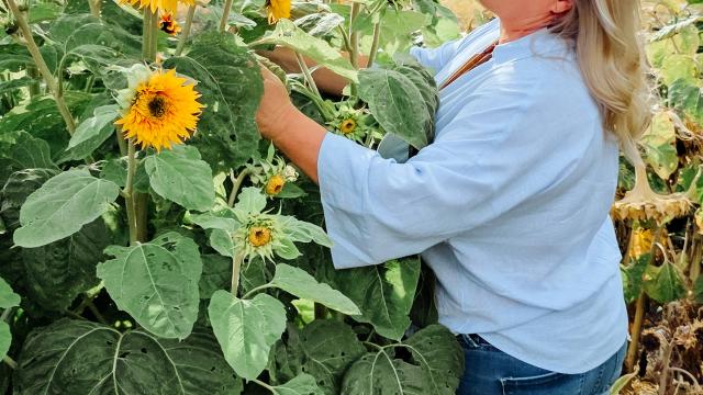 Council compost program success
