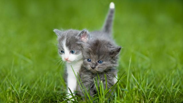 Cat adoption open day