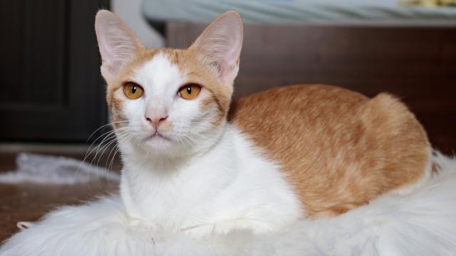 cat