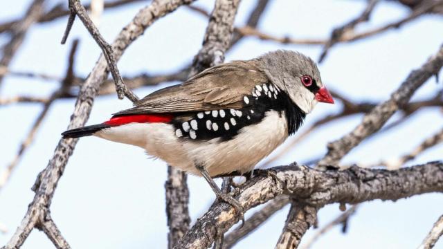 Diamond firetail