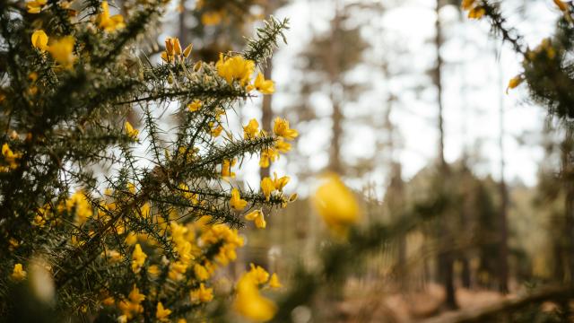 Gorse weed