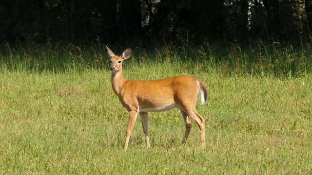 Deer