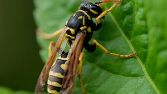 euro wasp.jpg