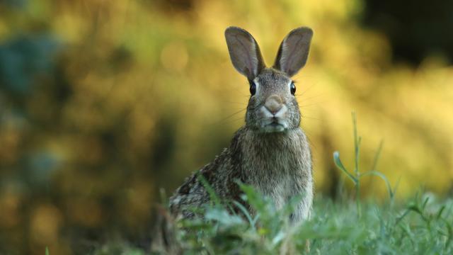 Rabbit