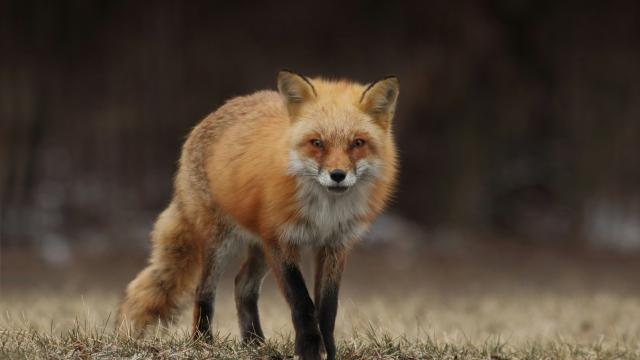 Red fox