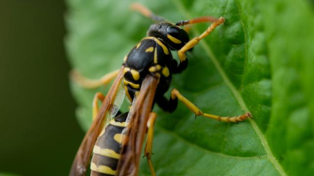 European wasp