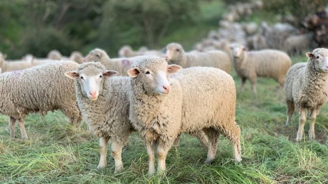Sheep