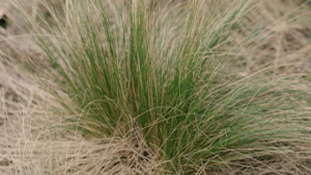 tussock.jpg