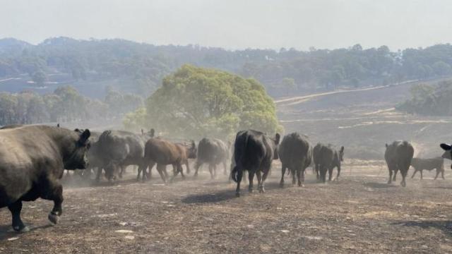 Cows