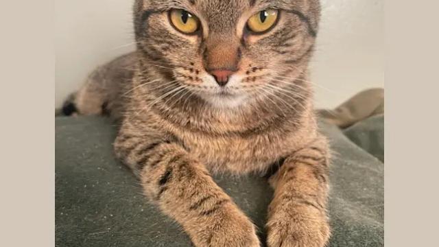 Maia the cat