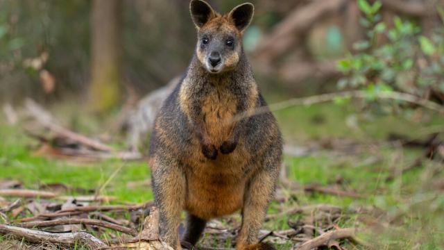Swamp wallaby